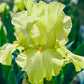 Pride of Ireland Bearded Iris Species Growing Bonsai Bulbs Roots Rhizomes Corms Tubers Potted Planting Reblooming Fragrant Garden Flower Seeds Plant