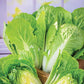 Cabbage Seeds Napa Barrel Head Hybrid