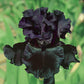 Black is Black Bearded Iris Species Growing Bonsai Bulbs Roots Rhizomes Corms Tubers Potted Planting Reblooming Fragrant Garden Flower Seeds Plant