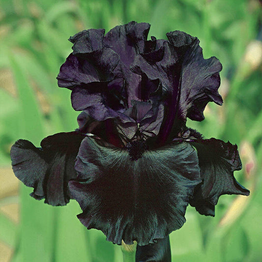 Black is Black Bearded Iris Species Growing Bonsai Bulbs Roots Rhizomes Corms Tubers Potted Planting Reblooming Fragrant Garden Flower Seeds Plant