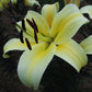 Felino Orienpet Hybrid Lily Blooms Species Growing Bonsai Bulbs Roots Rhizomes Corms Tubers Potted Planting Reblooming Fragrant Garden Flower Seeds Plant