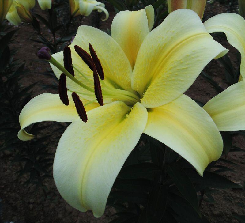 Felino Orienpet Hybrid Lily Blooms Species Growing Bonsai Bulbs Roots Rhizomes Corms Tubers Potted Planting Reblooming Fragrant Garden Flower Seeds Plant