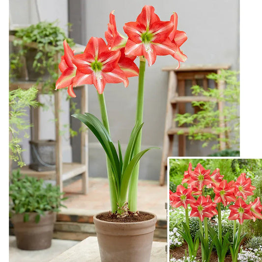 Striped Beauty Amaryllis
