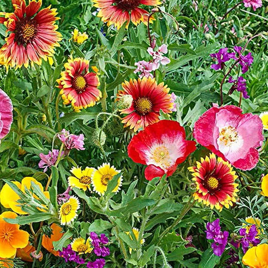 Southwest Wildflower Seed Mix