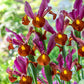 Red Ember Dutch Iris Carefree Iris in Hot Colors Perennial Iris Species Growing Bonsai Bulbs Roots Rhizomes Corms Tubers Potted Planting Reblooming Fragrant Garden Flower Seeds Plant