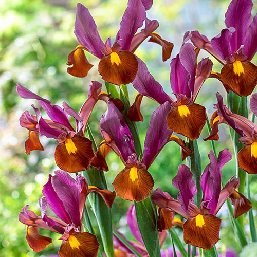 Red Ember Dutch Iris Carefree Iris in Hot Colors Perennial Iris Species Growing Bonsai Bulbs Roots Rhizomes Corms Tubers Potted Planting Reblooming Fragrant Garden Flower Seeds Plant