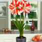Exotic Peacock Amaryllis Hippeastrum Blooms Species Growing Bonsai Bulbs Roots Rhizomes Corms Tubers Potted Planting Reblooming Fragrant Garden Flower Seeds Plant  Size 12-16cm