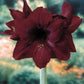 Black Pearl Amaryllis Hippeastrum Blooms Species Growing Bonsai Bulbs Roots Rhizomes Corms Tubers Potted Planting Reblooming Fragrant Garden Flower Seeds Plant  Size 12-16cm