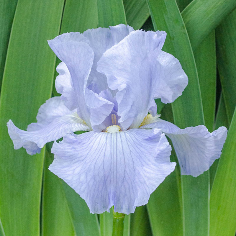 Blue Sapphire Bearded Iris Reblooming Bearded Iris Bulbs Shiny and Perennial  Planting Now for Summer Blooms Flower Seeds Plant