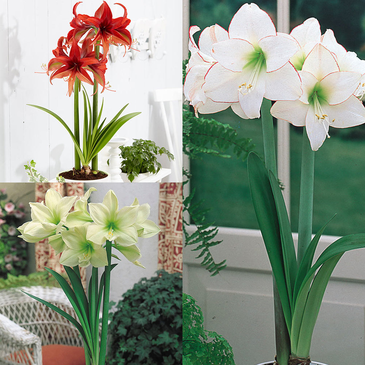 Unusual Collection Amaryllis Hippeastrum Blooms Species Growing Bonsai Bulbs Roots Rhizomes Corms Tubers Potted Planting Reblooming Fragrant Garden Flower Seeds Plant  Size 12-16cm