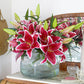 Stargazer Max Lily Blooms Species Growing Bonsai Bulbs Roots Rhizomes Corms Tubers Potted Planting Reblooming Fragrant Garden Flower Seeds Plant