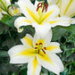 Budlight Lily Tree Lily Blooms Species Growing Bonsai Bulbs Roots Rhizomes Corms Tubers Potted Planting Reblooming Fragrant Garden Flower Seeds Plant