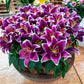 SUNNY KEYS ORIENTAL CARPET BORDER LILY Blooms Species Growing Bonsai Bulbs Roots Rhizomes Corms Tubers Potted Planting Reblooming Fragrant Garden Flower Seeds Plant