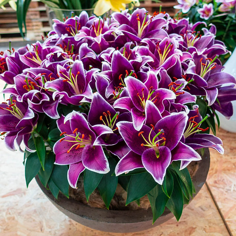 SUNNY KEYS ORIENTAL CARPET BORDER LILY Blooms Species Growing Bonsai Bulbs Roots Rhizomes Corms Tubers Potted Planting Reblooming Fragrant Garden Flower Seeds Plant