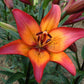 Royal Sunset Easter Asiatic Lily Blooms Species Growing Bonsai Bulbs Roots Rhizomes Corms Tubers Potted Planting Reblooming Fragrant Garden Flower Seeds Plant