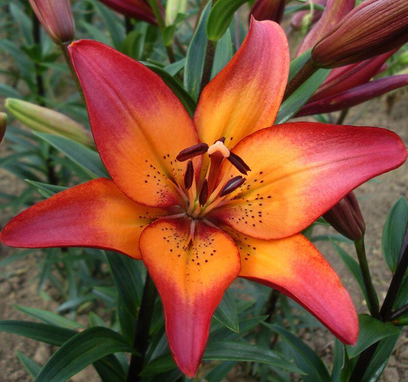 Royal Sunset Easter Asiatic Lily Blooms Species Growing Bonsai Bulbs Roots Rhizomes Corms Tubers Potted Planting Reblooming Fragrant Garden Flower Seeds Plant