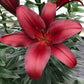 Bataleon Trumpet Asiatic Lily Blooms Species Growing Bonsai Bulbs Roots Rhizomes Corms Tubers Potted Planting Reblooming Fragrant Garden Flower Seeds Plant