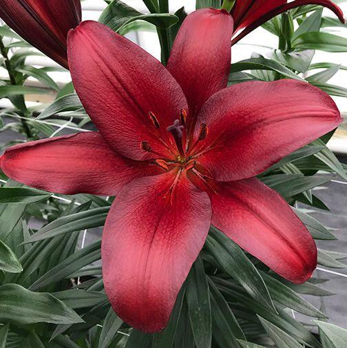 Bataleon Trumpet Asiatic Lily Blooms Species Growing Bonsai Bulbs Roots Rhizomes Corms Tubers Potted Planting Reblooming Fragrant Garden Flower Seeds Plant