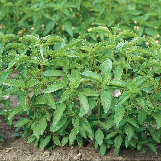 Lime Basil Seed