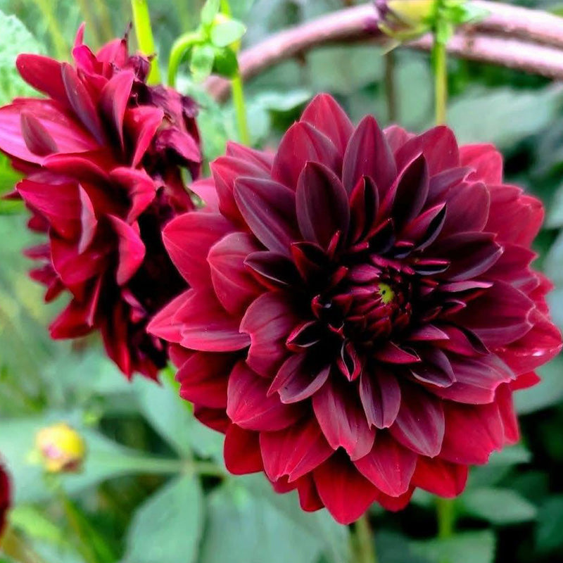 Burgundy Red Dahlia Seeds