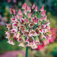 Sicilian Honey Lily Blooms Species Growing Bonsai Bulbs Roots Rhizomes Corms Tubers Potted Planting Reblooming Fragrant Garden Flower Seeds Plant