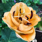Apricot Fudge Lily Species Growing Bonsai Bulbs Roots Rhizomes Corms Tubers Potted Planting Reblooming Fragrant Garden Flower Seeds Plant