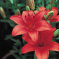 Corina Lily Blooms Species Growing Bonsai Bulbs Roots Rhizomes Corms Tubers Potted Planting Reblooming Fragrant Garden Flower Seeds Plant