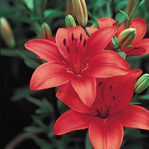 Corina Lily Blooms Species Growing Bonsai Bulbs Roots Rhizomes Corms Tubers Potted Planting Reblooming Fragrant Garden Flower Seeds Plant