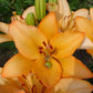 Swansea Easter Asiatic Lily Blooms Species Growing Bonsai Bulbs Roots Rhizomes Corms Tubers Potted Planting Reblooming Fragrant Garden Flower Seeds Plant