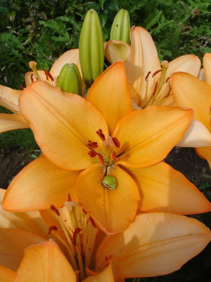 Swansea Easter Asiatic Lily Blooms Species Growing Bonsai Bulbs Roots Rhizomes Corms Tubers Potted Planting Reblooming Fragrant Garden Flower Seeds Plant
