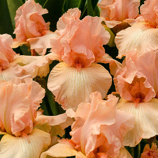 Beverly Sills Tall Bearded Reblooming Iris Species Growing Bonsai Bulbs Roots Rhizomes Corms Tubers Potted Planting Reblooming Fragrant Garden Flower Seeds Plant