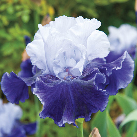 World Premier Bearded Iris Species Growing Bonsai Bulbs Roots Rhizomes Corms Tubers Potted Planting Reblooming Fragrant Garden Flower Seeds Plant