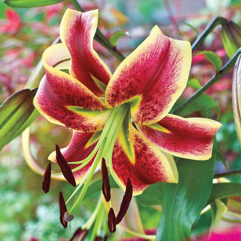 Scheherazade Turban Lily Tree Lily Blooms Species Growing Bonsai Bulbs Roots Rhizomes Corms Tubers Potted Planting Reblooming Fragrant Garden Flower Seeds Plant