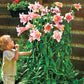 Bellsong Trumpet Lily Blooms Species Growing Bonsai Bulbs Roots Rhizomes Corms Tubers Potted Planting Reblooming Fragrant Garden Flower Seeds Plant