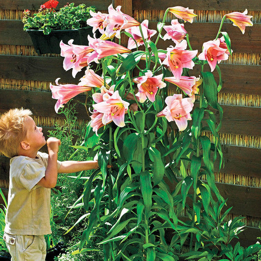 Bellsong Trumpet Lily Blooms Species Growing Bonsai Bulbs Roots Rhizomes Corms Tubers Potted Planting Reblooming Fragrant Garden Flower Seeds Plant