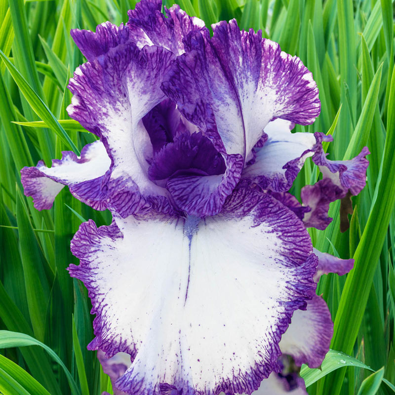 Presby's Crown Jewel Bearded Iris Species Growing Bonsai Bulbs Roots Rhizomes Corms Tubers Potted Planting Reblooming Fragrant Garden Flower Seeds Plant