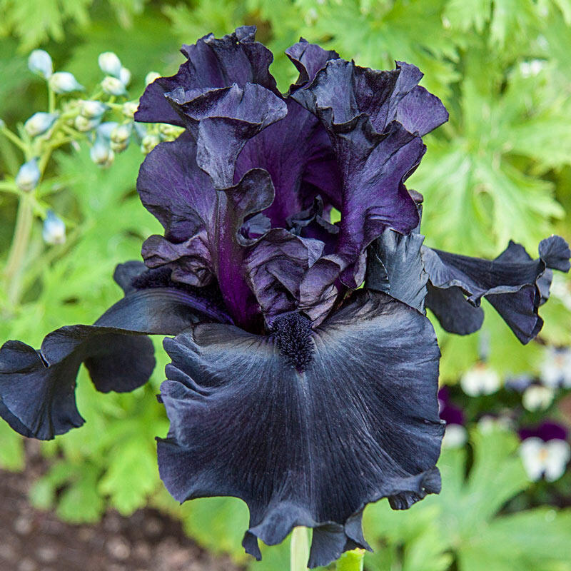 Before the Storm Bearded Iris Species Growing Bonsai Bulbs Roots Rhizomes Corms Tubers Potted Planting Reblooming Fragrant Garden Flower Seeds Plant