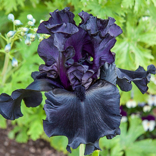 Before the Storm Bearded Iris Species Growing Bonsai Bulbs Roots Rhizomes Corms Tubers Potted Planting Reblooming Fragrant Garden Flower Seeds Plant
