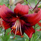 Strawberry Event Asaitic Hybrid Lily Blooms Species Growing Bonsai Bulbs Roots Rhizomes Corms Tubers Potted Planting Reblooming Fragrant Garden Flower Seeds Plant