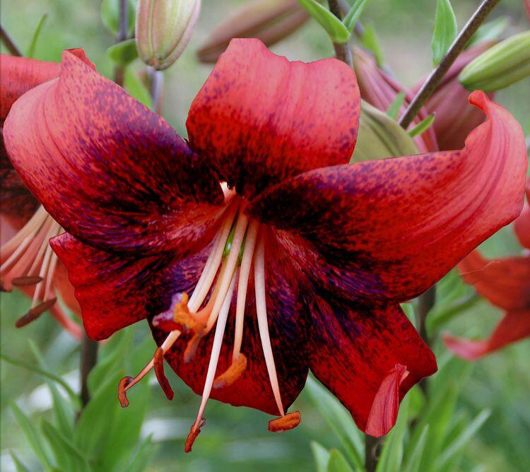 Strawberry Event Asaitic Hybrid Lily Blooms Species Growing Bonsai Bulbs Roots Rhizomes Corms Tubers Potted Planting Reblooming Fragrant Garden Flower Seeds Plant