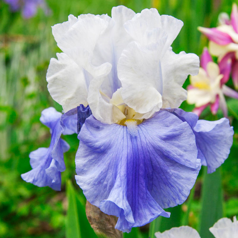 Stairway to Heaven Bearded Iris Species Growing Bonsai Bulbs Roots Rhizomes Corms Tubers Potted Planting Reblooming Fragrant Garden Flower Seeds Plant
