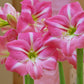 Best Sell Summertime Amaryllis Hippeastrum Blooms Species Growing Bonsai Bulbs Roots Rhizomes Corms Tubers Potted Planting Reblooming Fragrant Garden Flower Seeds Plant  Size 12-16cm