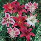 Red Lily Blend Lily Blooms Species Growing Bonsai Bulbs Roots Rhizomes Corms Tubers Potted Planting Reblooming Fragrant Garden Flower Seeds Plant