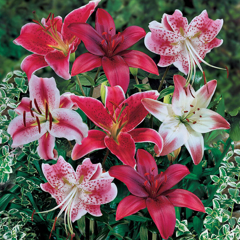 Red Lily Blend Lily Blooms Species Growing Bonsai Bulbs Roots Rhizomes Corms Tubers Potted Planting Reblooming Fragrant Garden Flower Seeds Plant