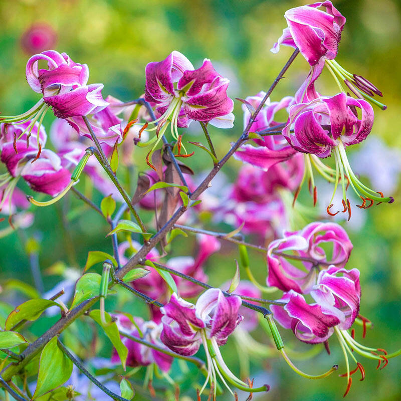 Black Beauty Lily Blooms Species Growing Bonsai Bulbs Roots Rhizomes Corms Tubers Potted Planting Reblooming Fragrant Garden Flower Seeds Plant