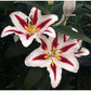 Big Smile Oriental Hybrid Lily Blooms Species Growing Bonsai Bulbs Roots Rhizomes Corms Tubers Potted Planting Reblooming Fragrant Garden Flower Seeds Plant