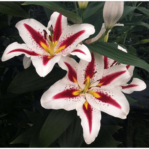 Big Smile Oriental Hybrid Lily Blooms Species Growing Bonsai Bulbs Roots Rhizomes Corms Tubers Potted Planting Reblooming Fragrant Garden Flower Seeds Plant