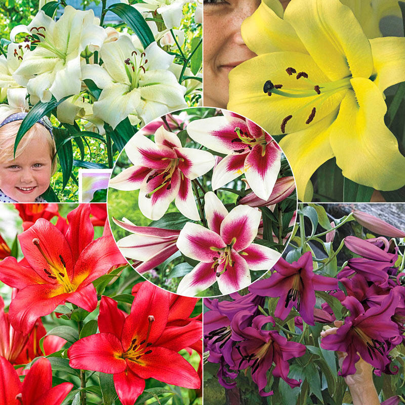 Summer Stunner Lily Tree Collection Lily Blooms Species Growing Bonsai Bulbs Roots Rhizomes Corms Tubers Potted Planting Reblooming Fragrant Garden Flower Seeds Plant