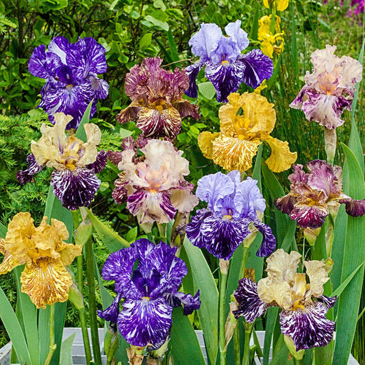 Zebra Iris Mixture Bearded Iris Species Growing Bonsai Bulbs Roots Rhizomes Corms Tubers Potted Planting Reblooming Fragrant Garden Flower Seeds Plant