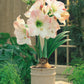 Apple Blossom Amaryllis Hippeastrum Blooms Species Growing Bonsai Bulbs Roots Rhizomes Corms Tubers Potted Planting Reblooming Fragrant Garden Flower Seeds Plant  Size 12-16cm
